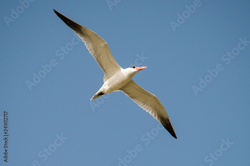 Sterne caspienne,.Hydroprogne caspia, Caspian Tern photo