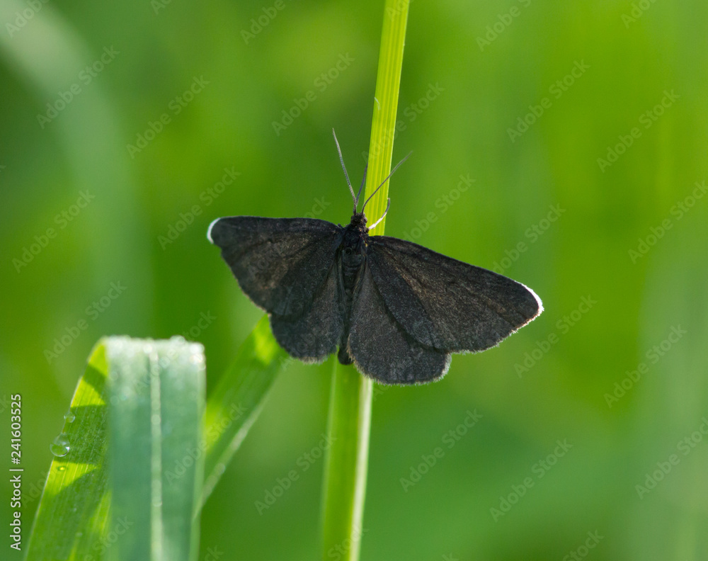 Fototapeta premium Ringlet (Aphantopus hyperantus) butterfly in the grass