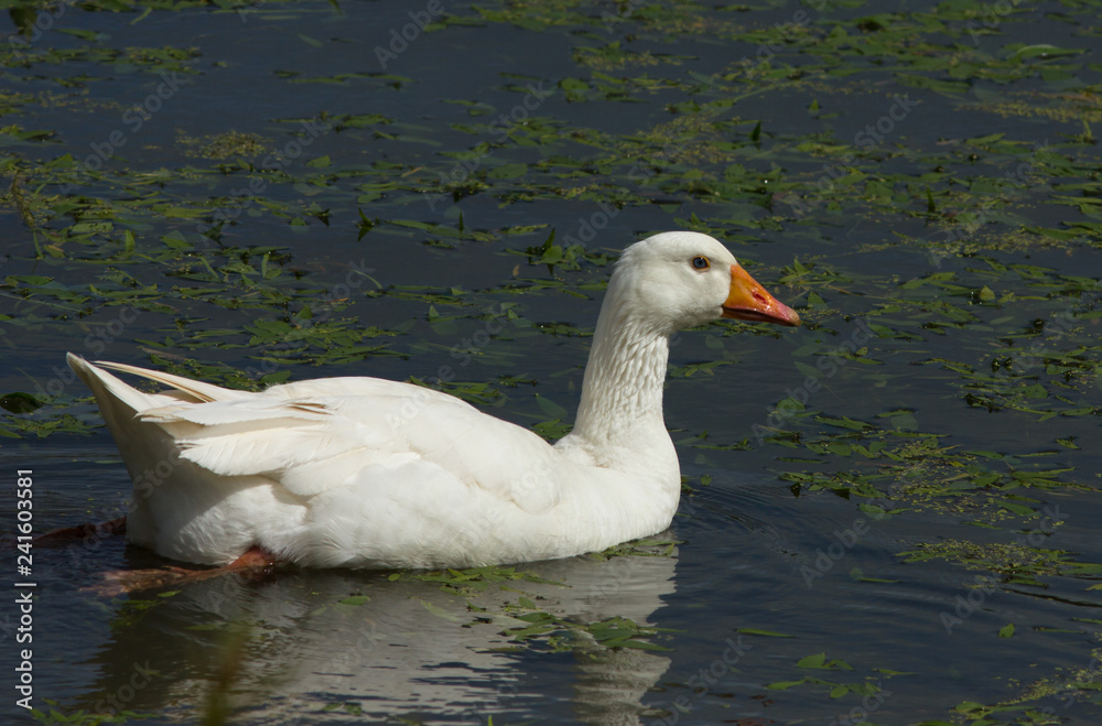 Domestic goose on the water