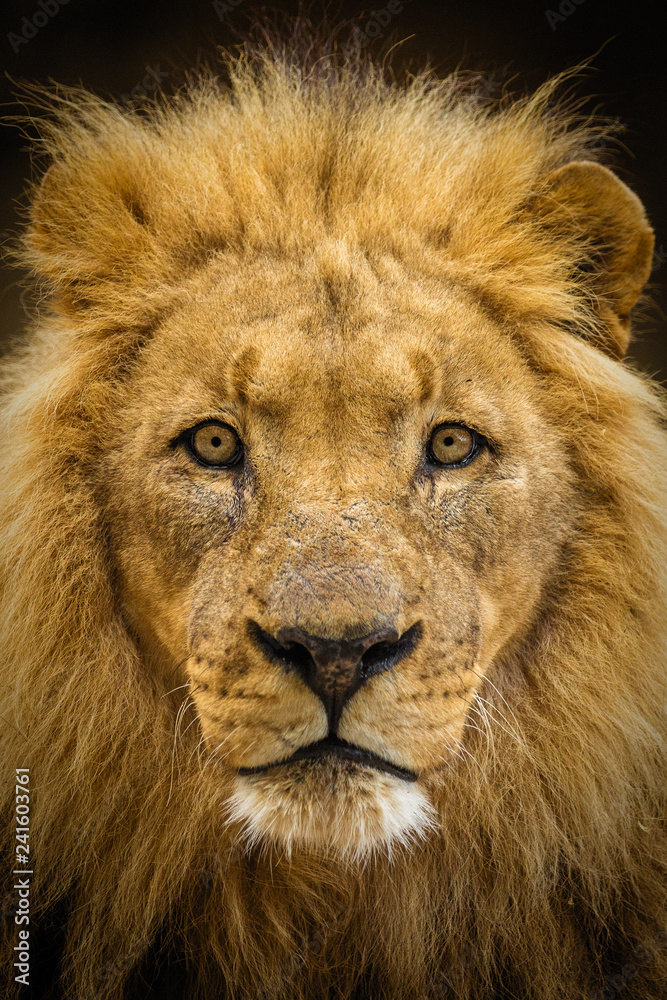 Closeup of a male lion looking straight at the camera.
