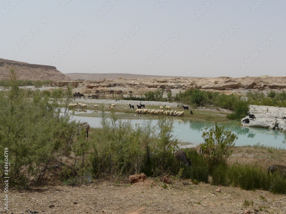 Sheep in the lake