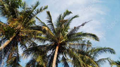 coconut palm tree against blue sky. travel concept. tropical coast and frame coconut tree