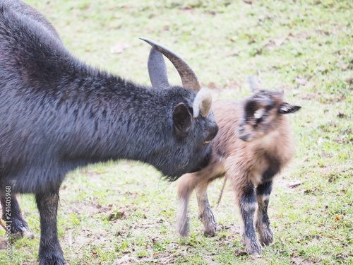 Ziege mit grade erst neugebohrenem photo