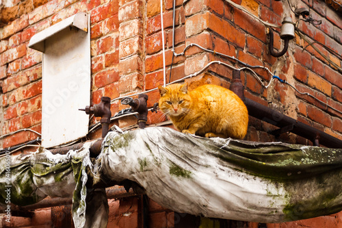 Photography The red cat sits and heats up on the old pipe.