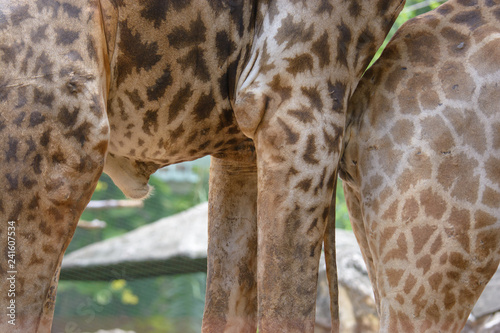 Photography Penis of male giraffe, Giraffe's large reproductive organs