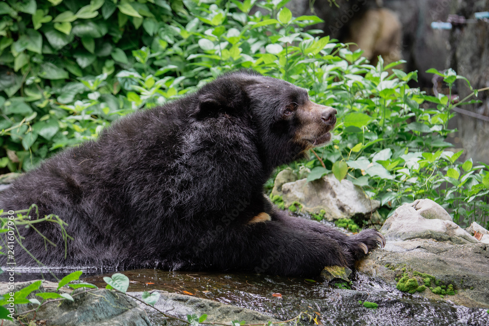 Asian black bear (Ursus thibetanus) relaxing in the water in dusit zoo. Thai call buffalo bear. Asian black bear (Ursus thibetanus) relaxing in the water in dusit zoo. Thai call buffalo bear.