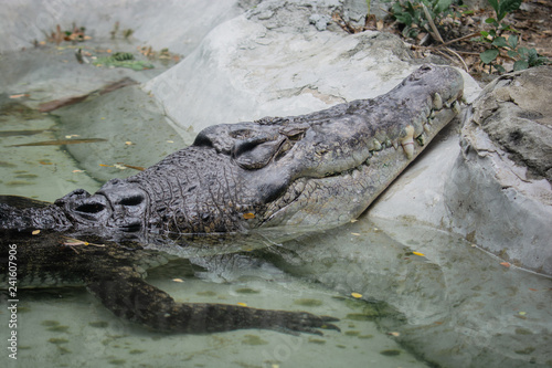 The crocodile head appears from the water. But the body is still immersed in water at Khao Din Zoo in Thailand. Relaxing of animals.