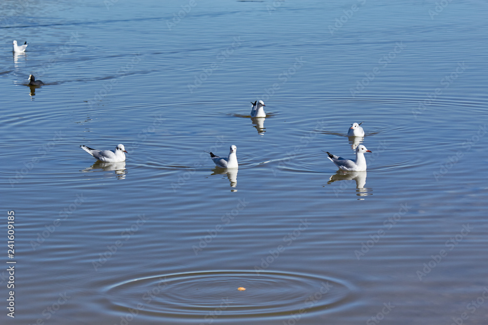 Seagulls pond sea