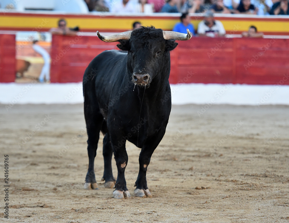 toro en españa toro en españa