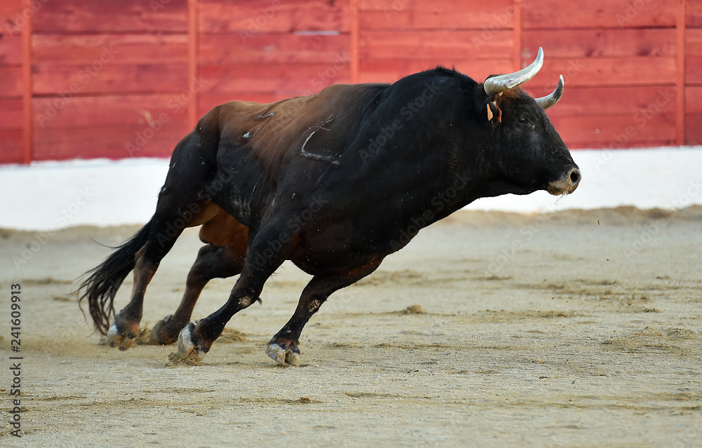 toro en españa