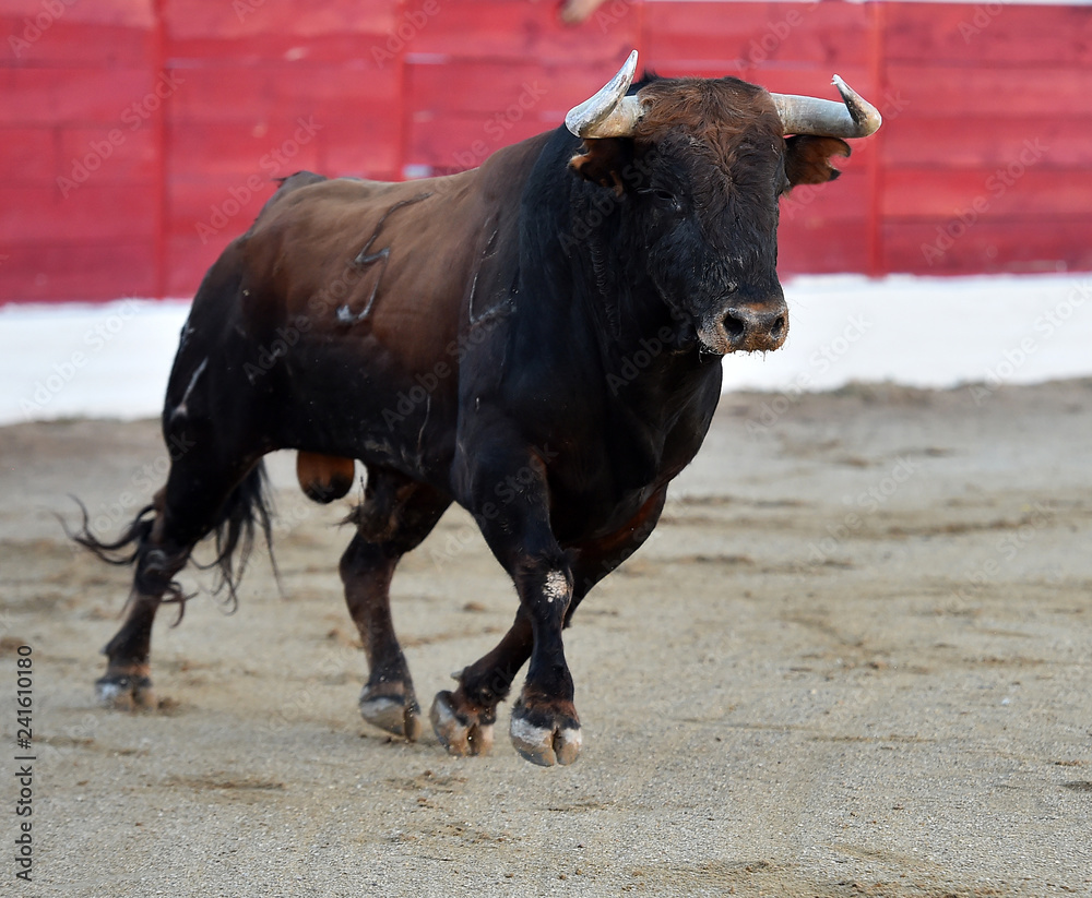 toro en españa toro en españa