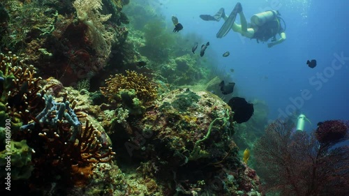 Wallpaper Mural coral reef and tropical fish. underwater world diving and snorkeling on coral reef. Hard and soft corals underwater landscape Torontodigital.ca