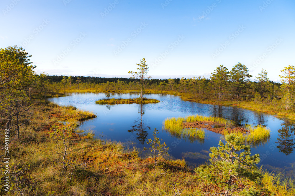 Obraz premium Viru raba is famous Estonian swampland and nature park with wooden trails and watching tower. Bright colors of autumn.