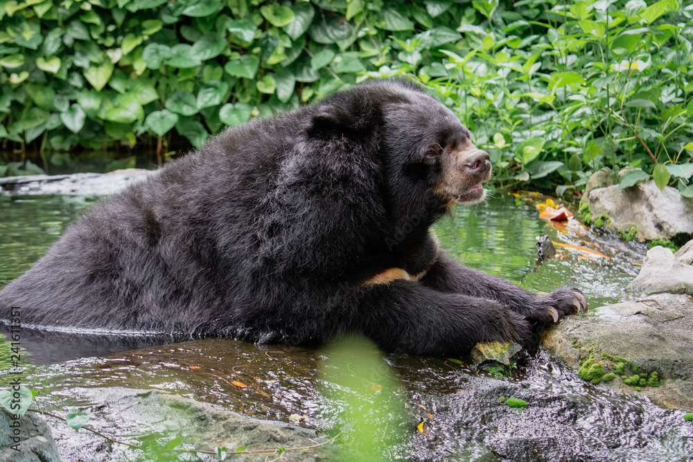 Asian black bear (Ursus thibetanus) relaxing in the water in dusit zoo. Thai call buffalo bear. Asian black bear (Ursus thibetanus) relaxing in the water in dusit zoo. Thai call buffalo bear.