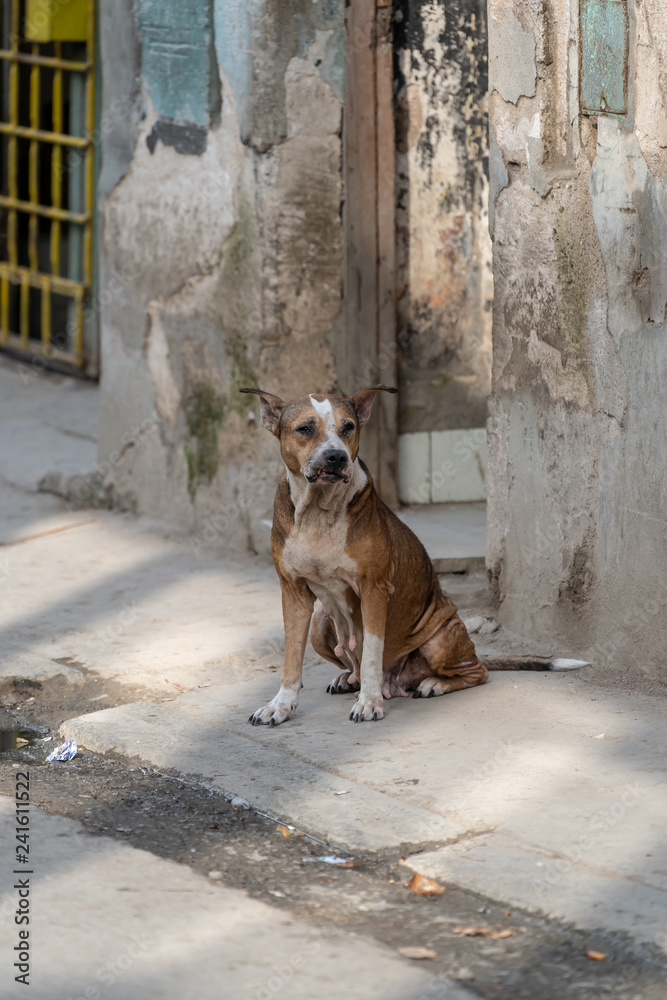 Dog, Cuban
