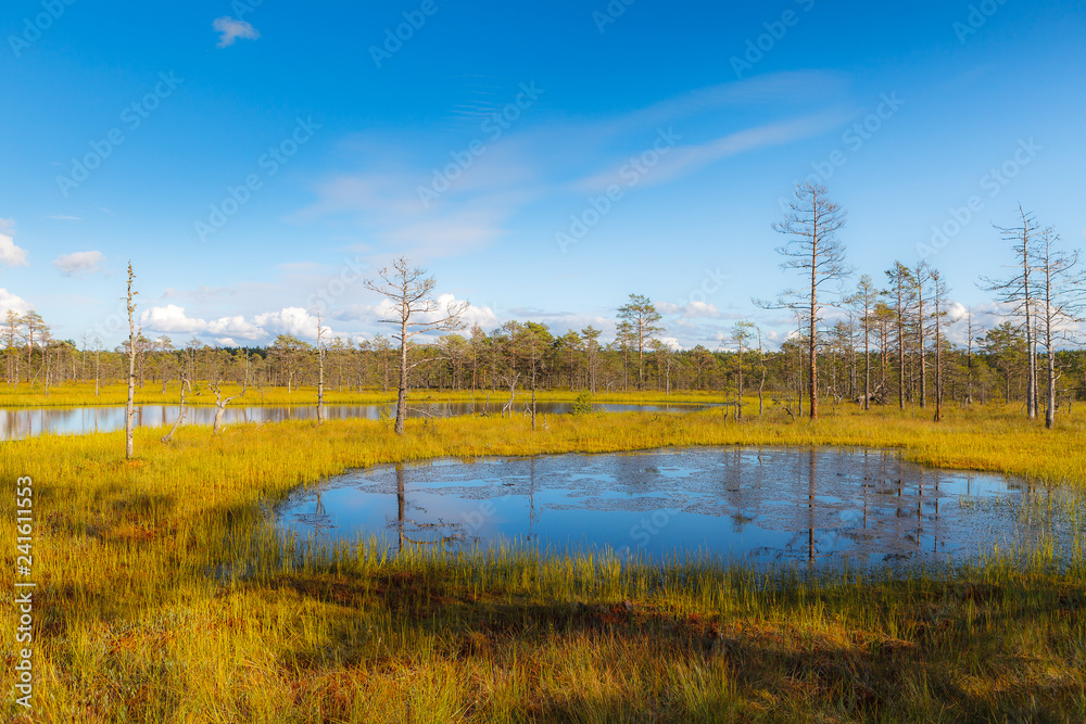 Fototapeta premium Viru raba is famous Estonian swampland and nature park with wooden trails and watching tower. Bright colors of autumn.