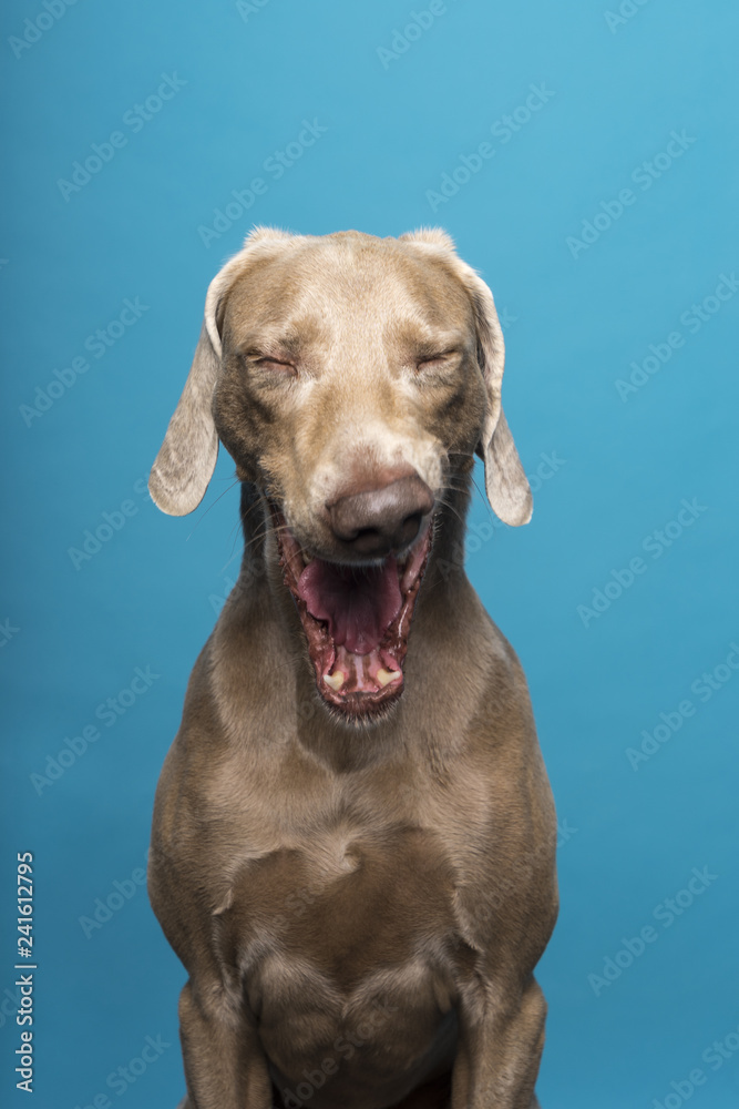 Portrait of yawning female Weimaraner dog on a blue background