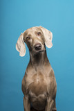 Portrait of female Weimaraner dog on a blue background