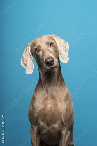 Wallpaper Mural Portrait of female Weimaraner dog on a blue background Torontodigital.ca