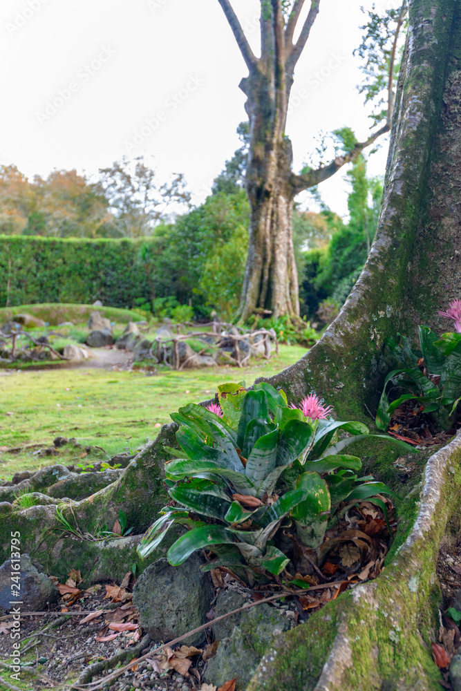 Beautiful Terra Nostra Botanical Park, Azores Beautiful Terra Nostra Botanical Park, Azores