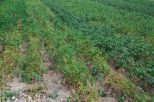 Champ de pommes de terre