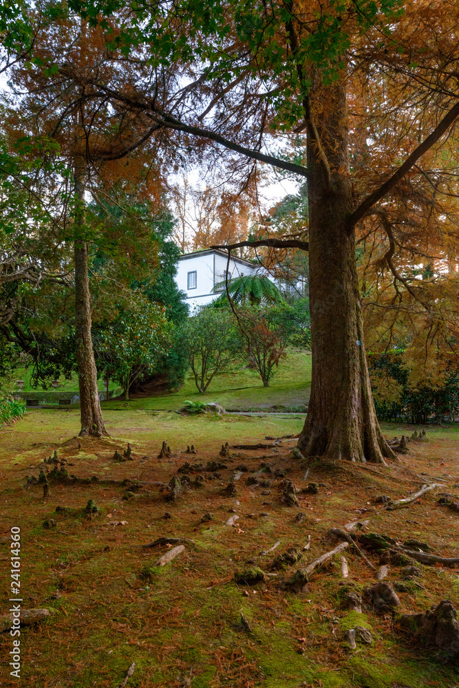 Beautiful Terra Nostra Botanical Park, Azores Beautiful Terra Nostra Botanical Park, Azores