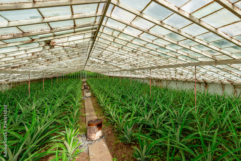 Greenhouse Pineapple Planting, Azores Greenhouse Pineapple Planting, Azores