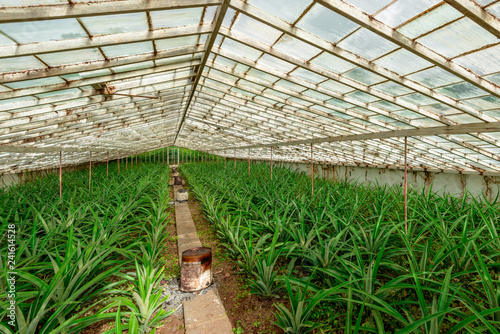 Greenhouse Pineapple Planting, Azores