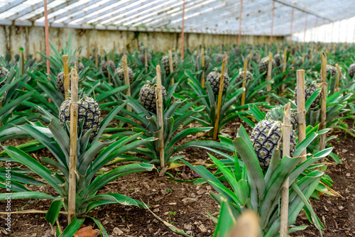 Greenhouse Pineapple Planting, Azores