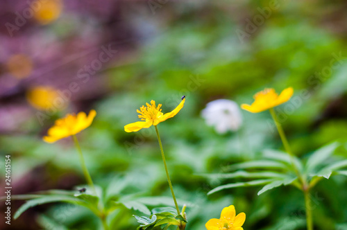 Tiny black bug sitting on blooming Anemone Ranunculoides or yellow wood anemone flowers in spring forest