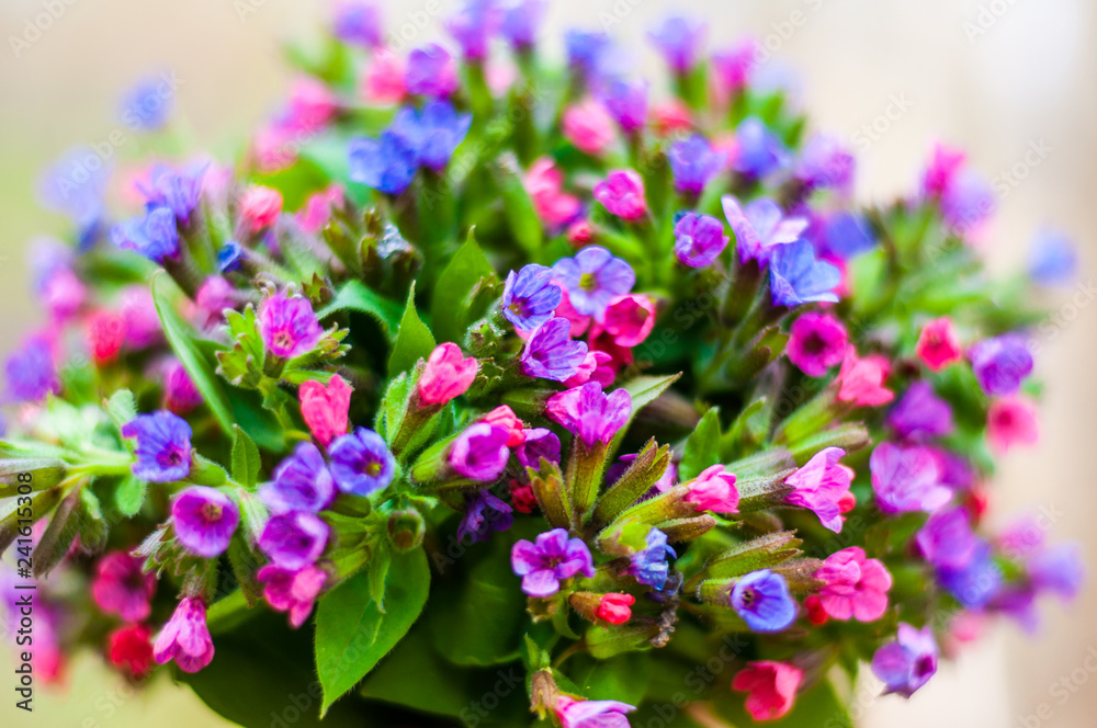 Fototapeta premium The vibrant bouquet of Pulmonaria or lungwort multicolor blue, magenta, red and purple blooming flowers