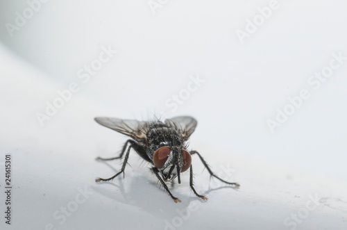 Esemplare di mosca domestica in primo piano © giadophoto