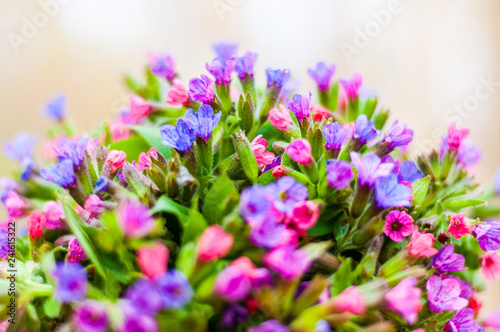 The vibrant bouquet of Pulmonaria or lungwort multicolor blue, magenta, red and purple blooming flowers