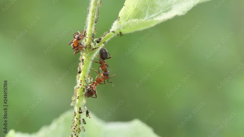 Kleine rote Waldameisen füttern sich gegenseitig an einem Halm in einer Kolonie Blattläuse, Makro Kleine rote Waldameisen füttern sich gegenseitig an einem Halm in einer Kolonie Blattläuse, Makro