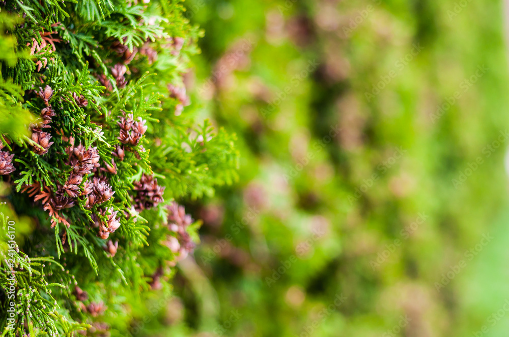 Evergreen plant tree Thuja occidetalis growing as wall Evergreen plant tree Thuja occidetalis growing as wall