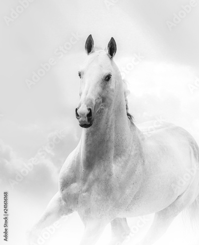 White stallion
