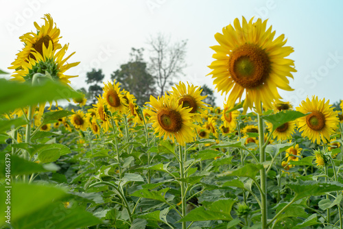 Selective focus on blossom sunflowers in the plantation field with blue sky background in a sunny day