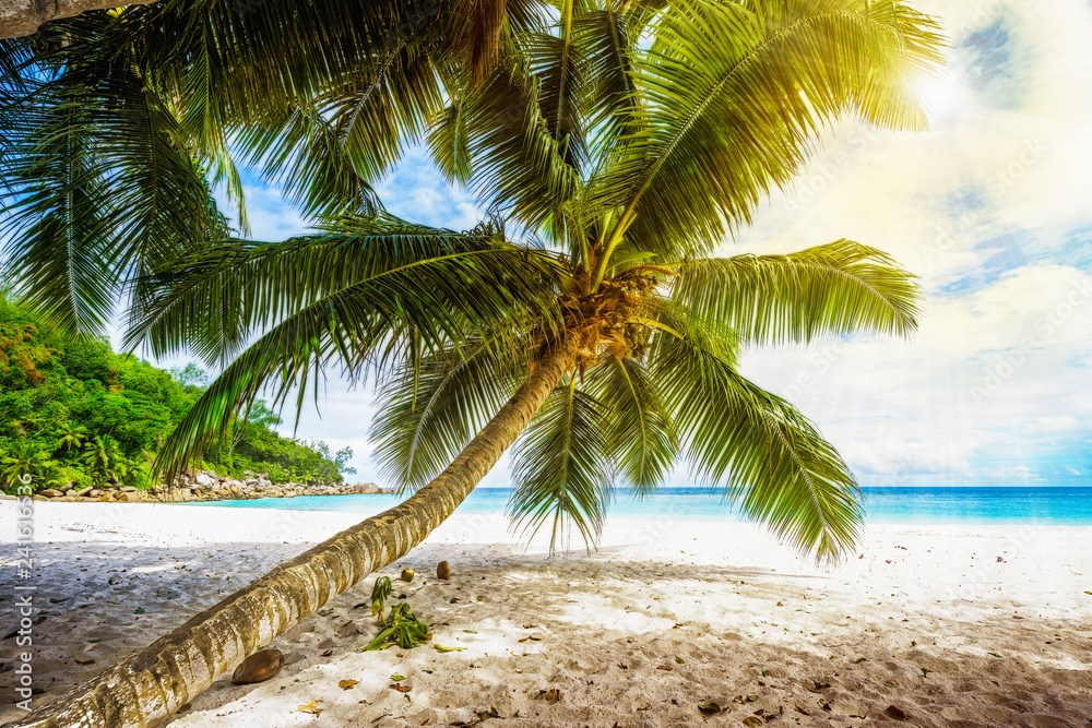 Obraz premium Palm tree,white sand,turquoise water at tropical beach,paradise at seychelles 2