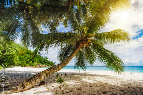 Palm tree,white sand,turquoise water at tropical beach,paradise at seychelles 4