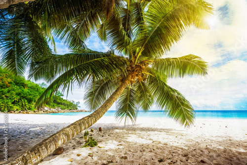 Palm tree,white sand,turquoise water at tropical beach,paradise at seychelles 2