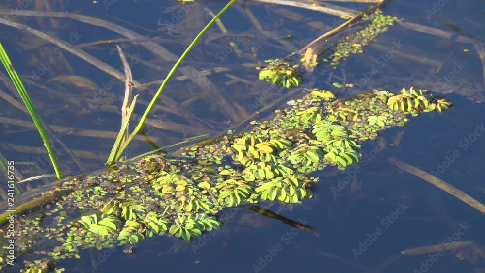 Plants swaying in waves on the surface of the water in the river. Plants swaying in waves on the surface of the water in the river.