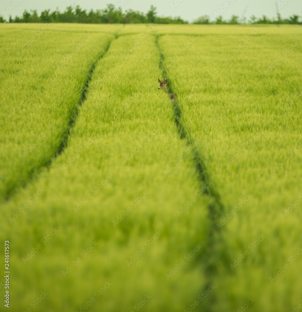 Reh im Feld