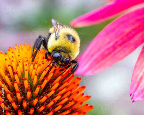 bumblebee on orange flower macro