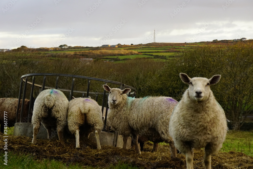 Obraz premium Sheep feeding and looking at camera with Cornish landscape in background
