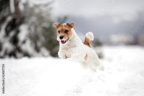 Doggy breed Jack Russell Terrier in the winter forest