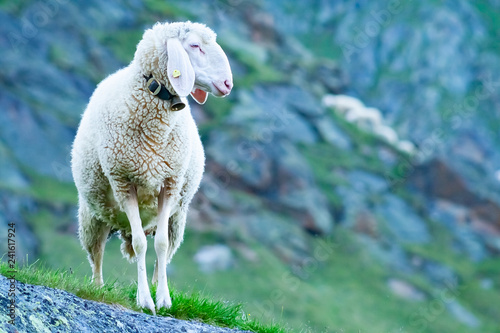 Tyrolean mountain sheep looking at the viewer, Stubai Valley, Tyrol, Austria