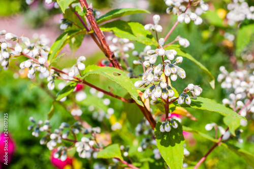Bunch of tiny blooming white flowers on decorative bush shrub plant with vibrant red branches
