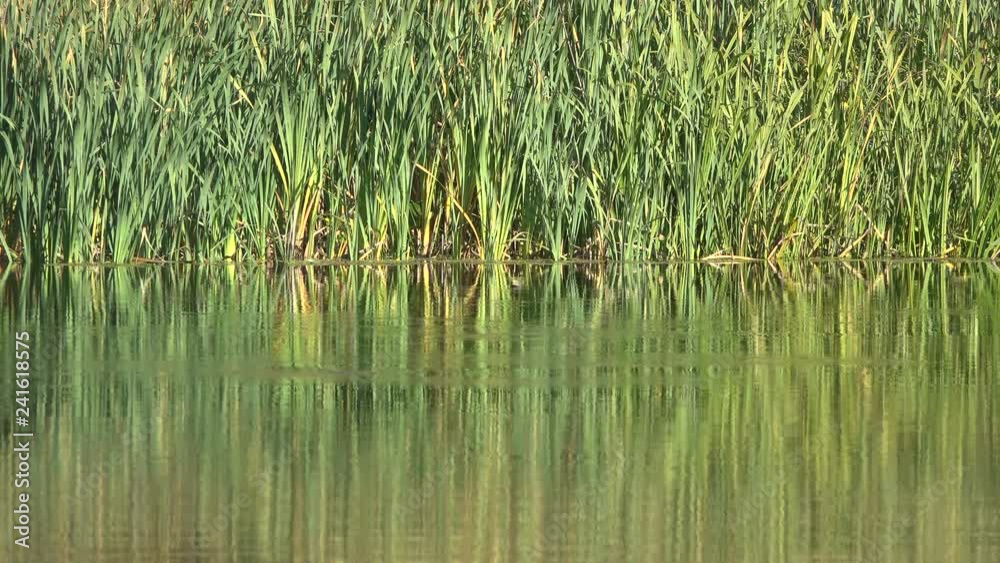 stalks of green reeds against the background of the flow of water in the river. Autumn season. Sunny day. stalks of green reeds against the background of the flow of water in the river. Autumn season. Sunny day.