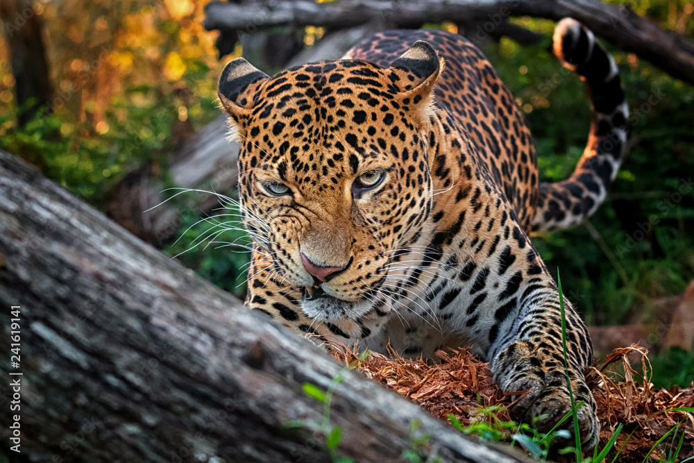 Javan leopard Javan leopard
