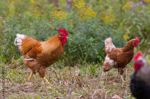 free range hens portrait